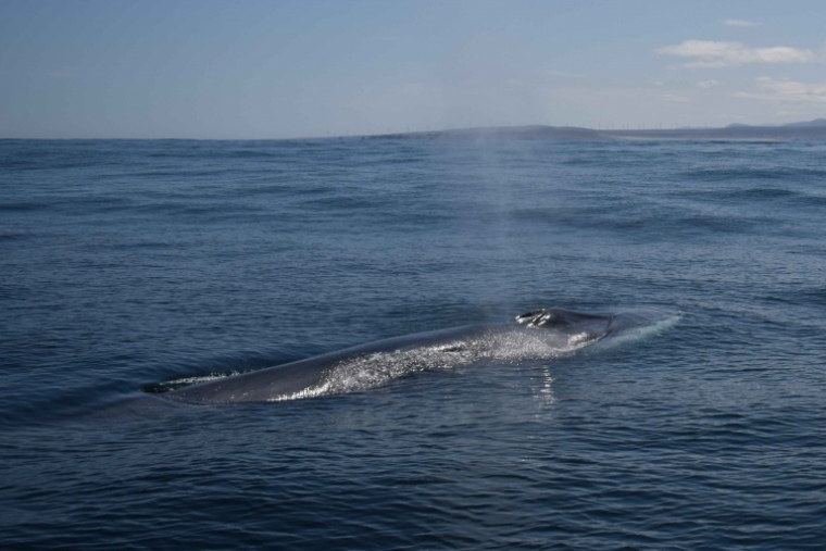 La UPV estudia el paso del 2º animal más grande del planeta por la costa