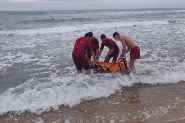 Cruz Roja Gandia salva a un delfín que había quedado varado en la playa