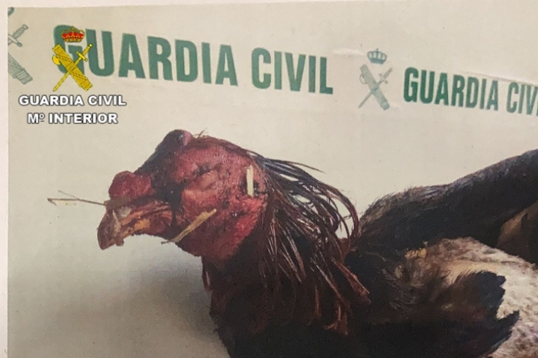 La Guardia Civil de Oliva localiza 18 gallos de pelea ante 200 espectadores
