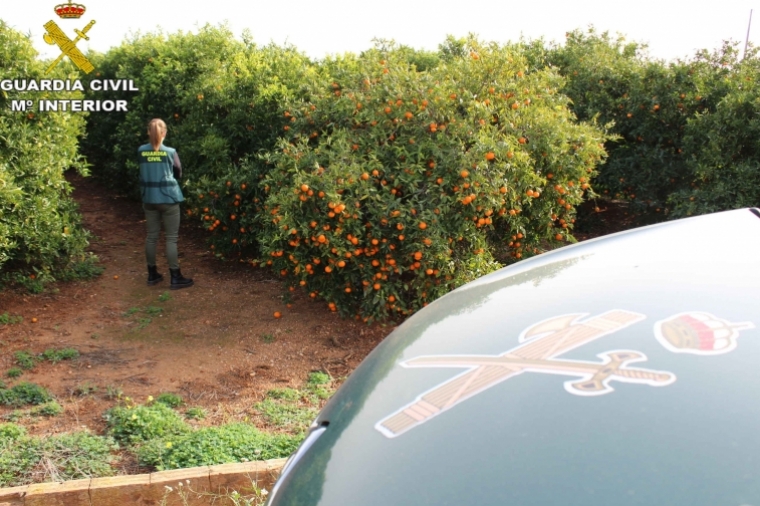 Roban 500 arrobas de naranja Valencia Late de un bancal de Oliva