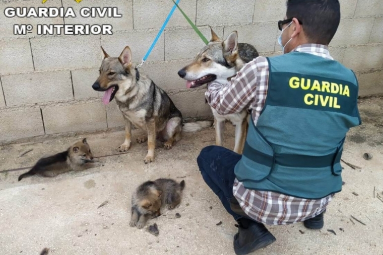 Una pareja de jóvenes detenidos en Barx por robar perros lobo checoslovacos