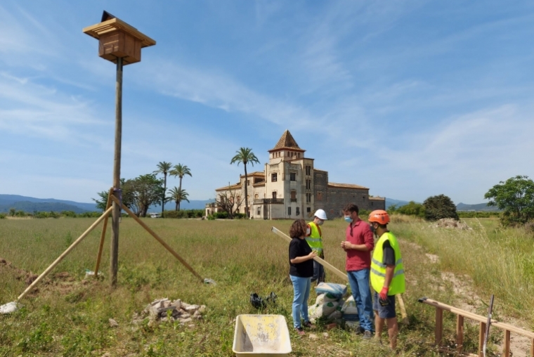 Gandia protege las lechuzas ante la restauración de la Torre dels Pares