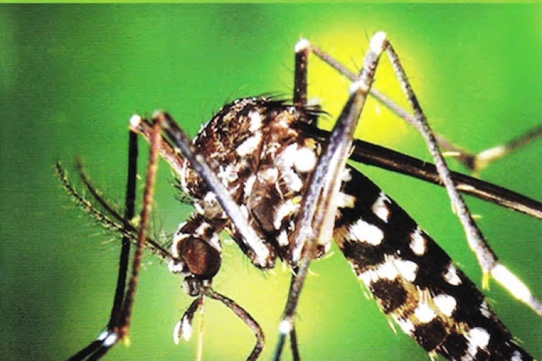 El Mosquito Tigre presente en el 93,5 por ciento de toda la Safor