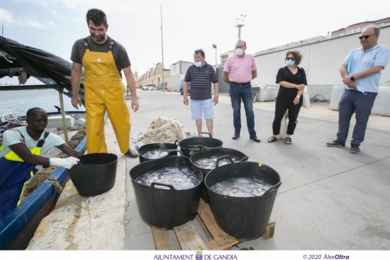 Gandia reedita el convenio con los pescadores para que recojan medusas