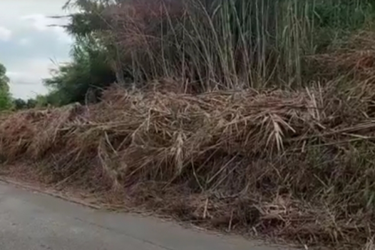 Denuncian el peligro de incendio en el Camí Fondo del Grau de Gandia