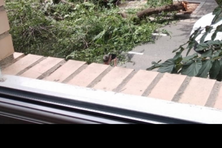 Se desprende parte de un árbol tras el mercadillo de Corea en Gandia