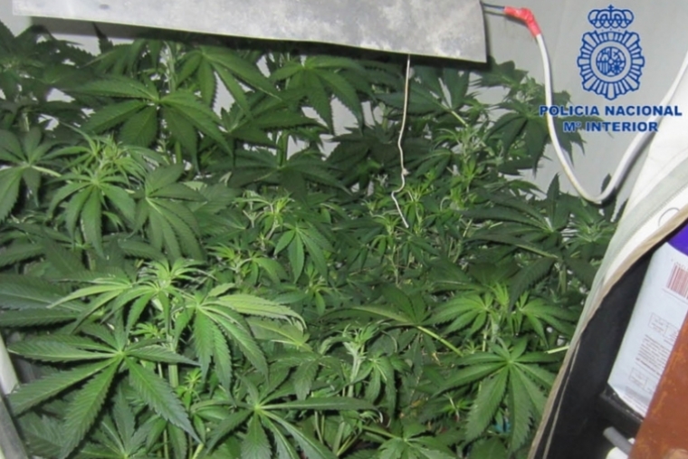 El Supremo confirma cárcel para 3 miembros de la Asociación Cannabis Gandia