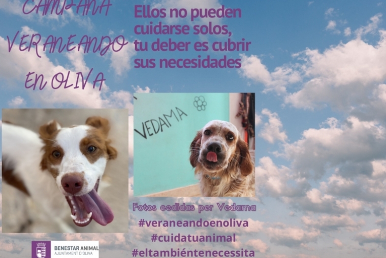 Oliva lanza una campaña de bienestar animal ante la ola de calor