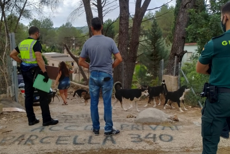 Operación en Villalonga para capturar perros que atemorizan a los vecinos