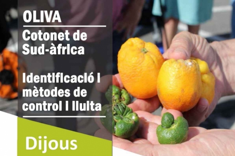 Oliva imparte un curso para el control y lucha contra la plaga del cotonet