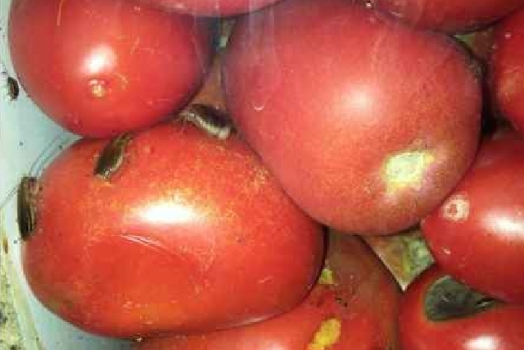 El Ayuntamiento clausura una frutería de Gandia por insalubridad