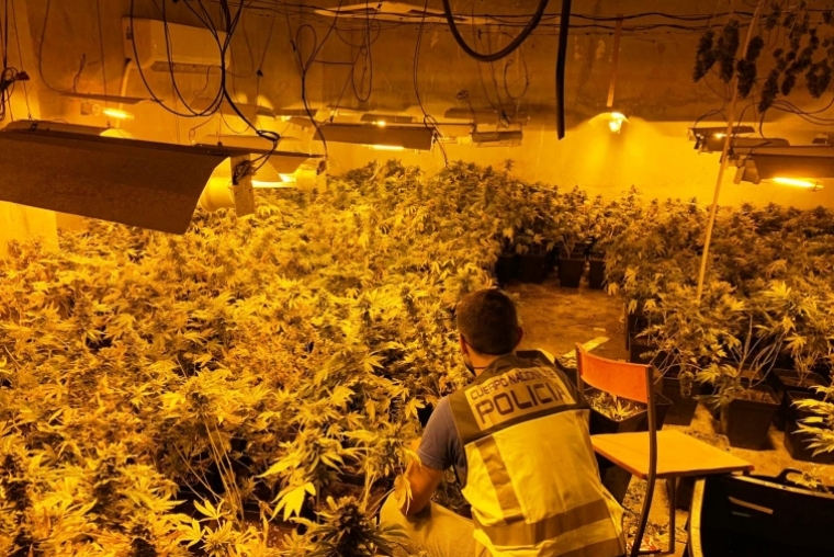 A prisión por tener una plantación de marihuana en Beniopa-Gandia