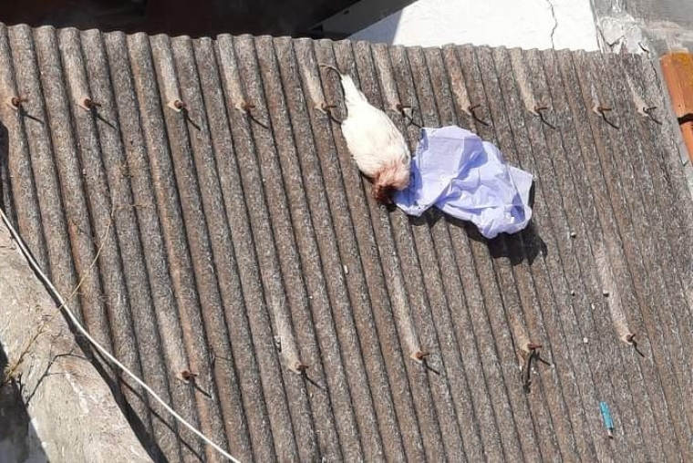 Gallos de peleas clandestinas acaban muertos en tejados de Beniopa-Gandia