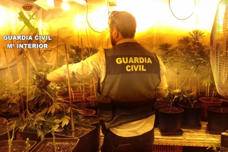 Nueve investigados en Oliva por traficar con 1.000 plantas de marihuana