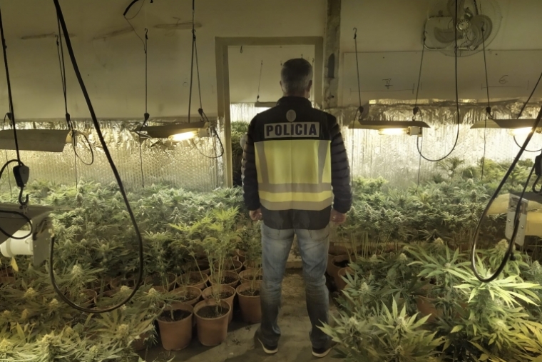 La Policía Nacional desmantela en Gandia otra plantación de marihuana