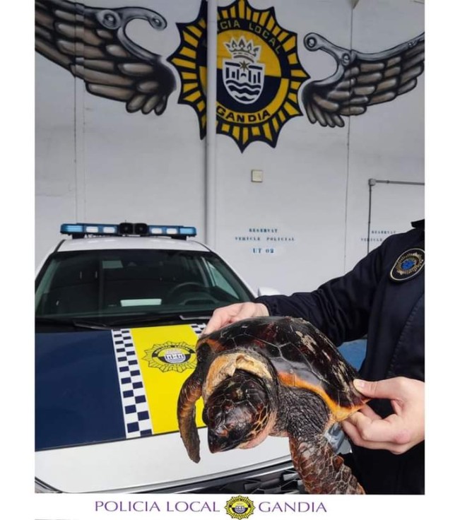 Un vecino de Gandia halla, tras el temporal, una tortuga boba varada en la playa