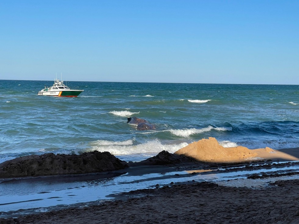 Una ballena aparecía ayer tarde varada en la playa de Tavernes de la Valldigna