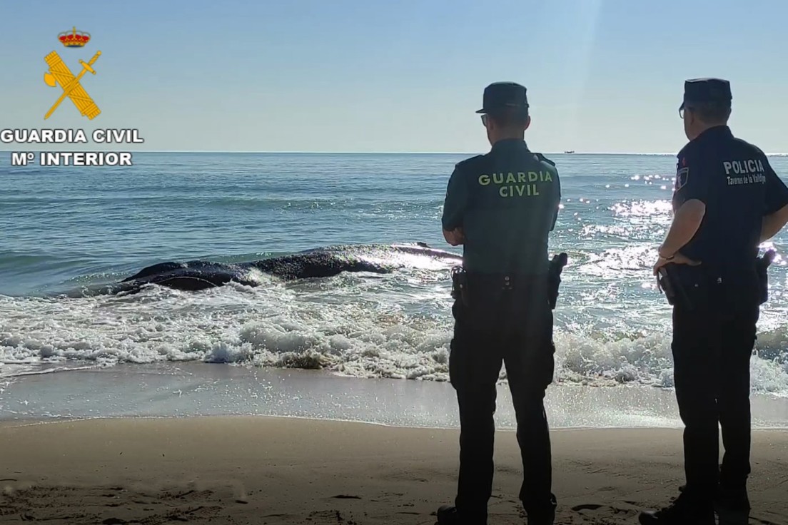La ballena varada en Tavernes es retirada tras fallecer para su estudio