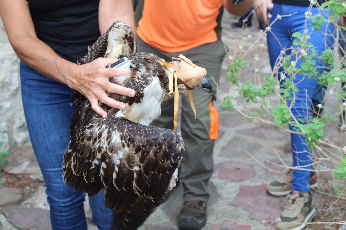 El Ayuntamiento de Oliva visita las instalaciones del proyecto «águila pescadora» del Parque Natural del Marjal