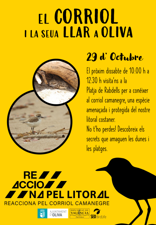 Charla para concienciar en la protección del corriolet en Oliva