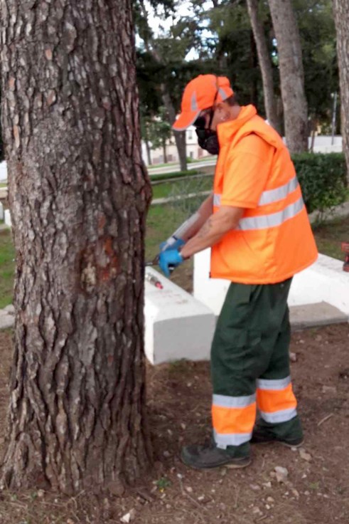 Tavernes mejora la actuación contra la procesionaria con menor impacto ambiental