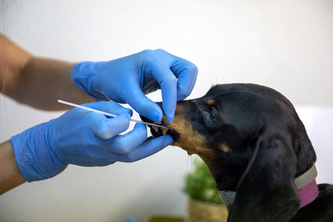 La Safor tiene registrados el ADN de 1.012 perros en cuatro de los 31 municipios