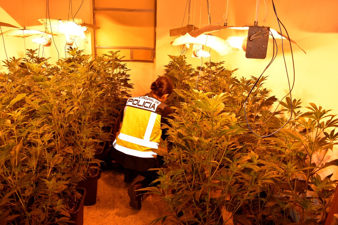 La Policía Nacional de Gandia desmantela dos plantaciones de droga en Beniopa y detiene a tres personas