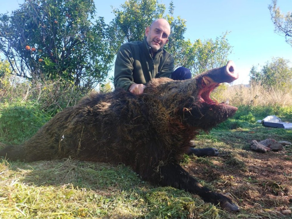 Un cazador de Villalonga captura un jabalí de 120 kg que tenía atemorizados a vecinos y agricultores