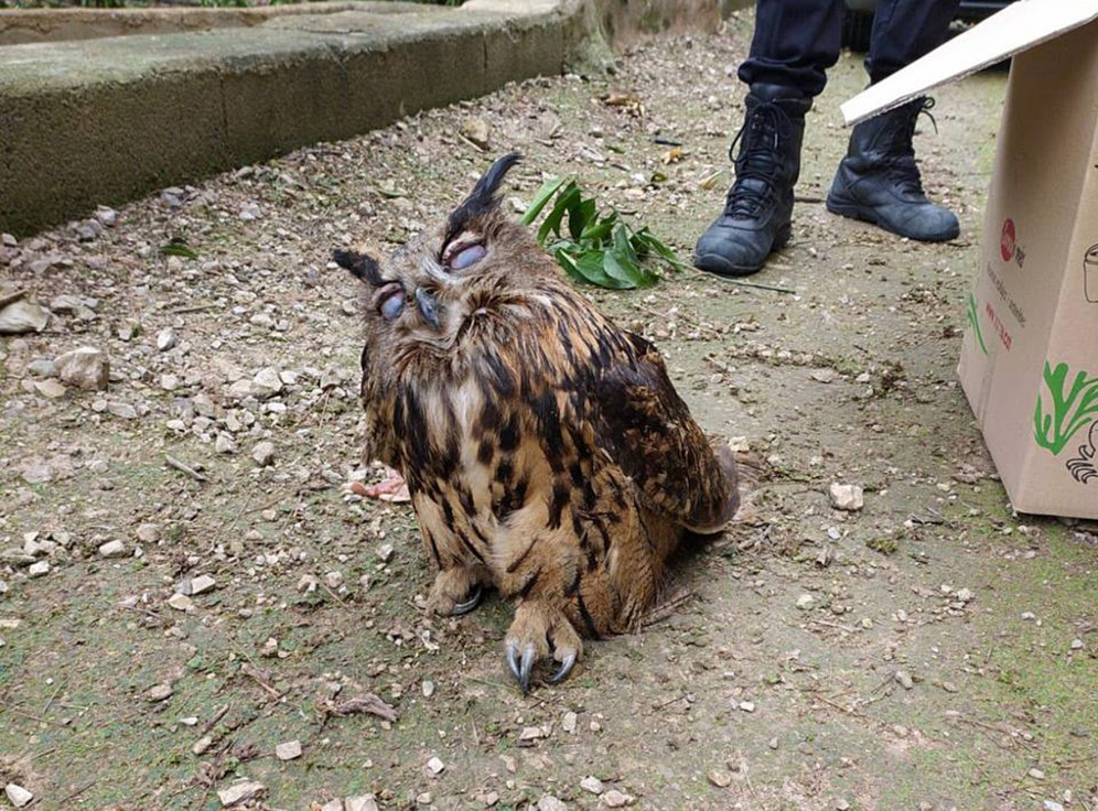 La Policía Local de Tavernes rescata a un búho de grandes dimensiones herido