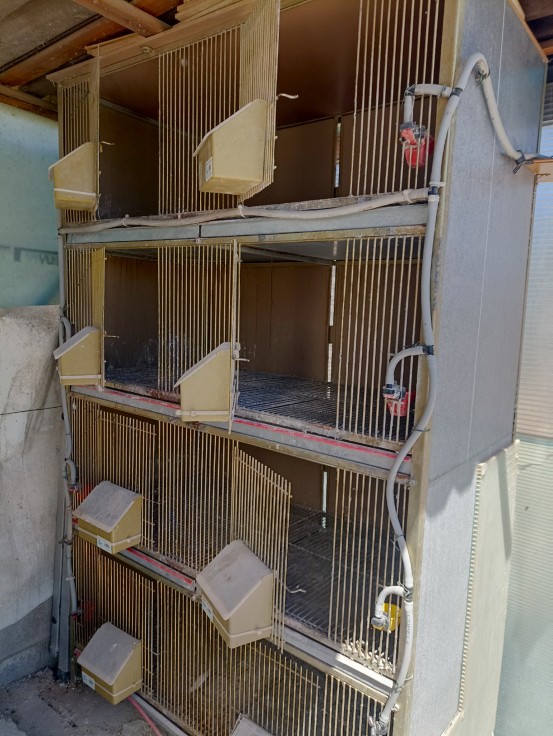 Degollan 62 palomos de competición en una casita del marjal de Gandia