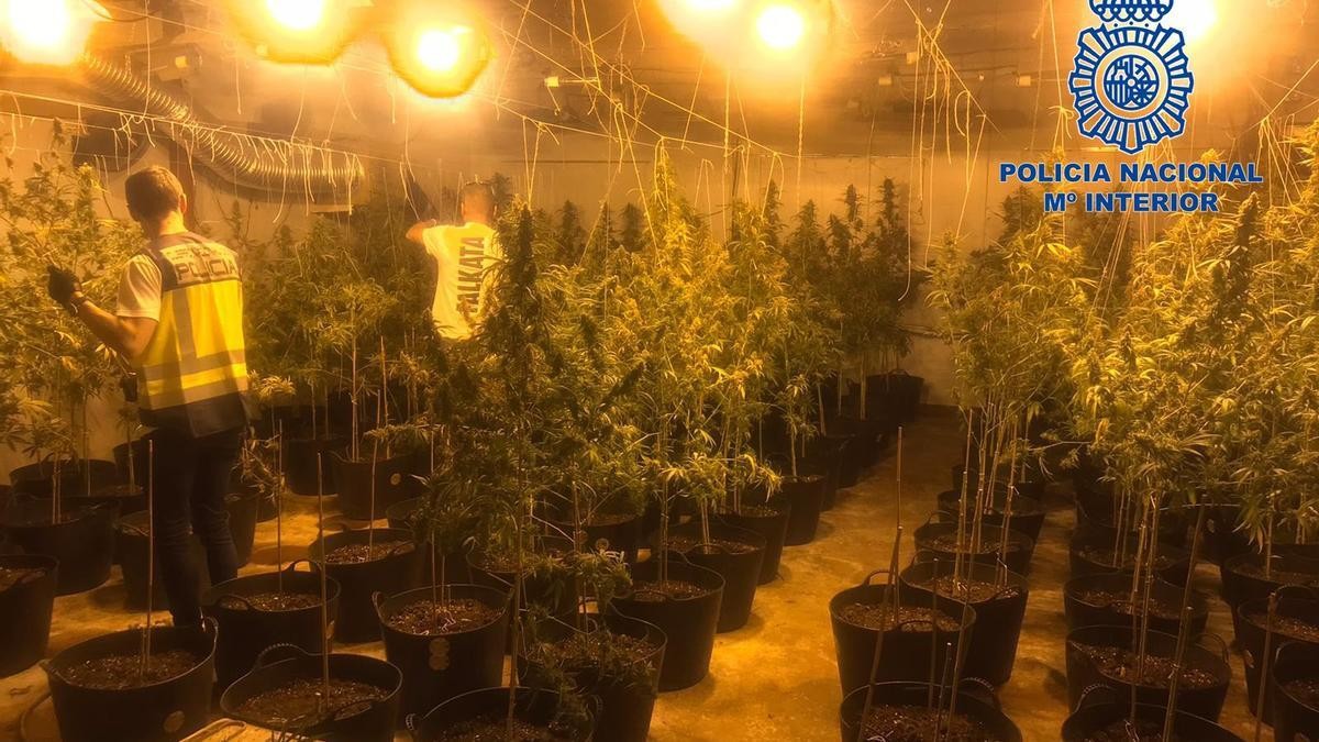 Tres detenidos en Gandia por tener una plantación de marihuana industrial en un polígono