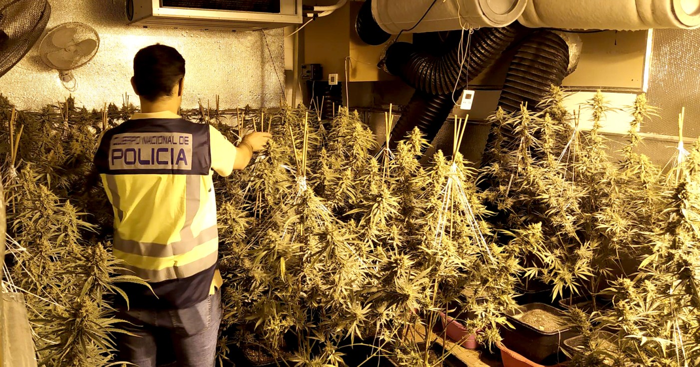 La Policía Nacional de Gandia desmantela una plantación de marihuana en Marxuquera y detiene a dos personas que ingresan en prisión