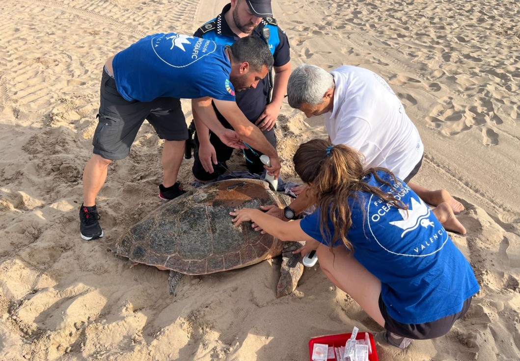 Una tortuga marina pone 62 huevos de madrugada en la Playa Nord de Gandia