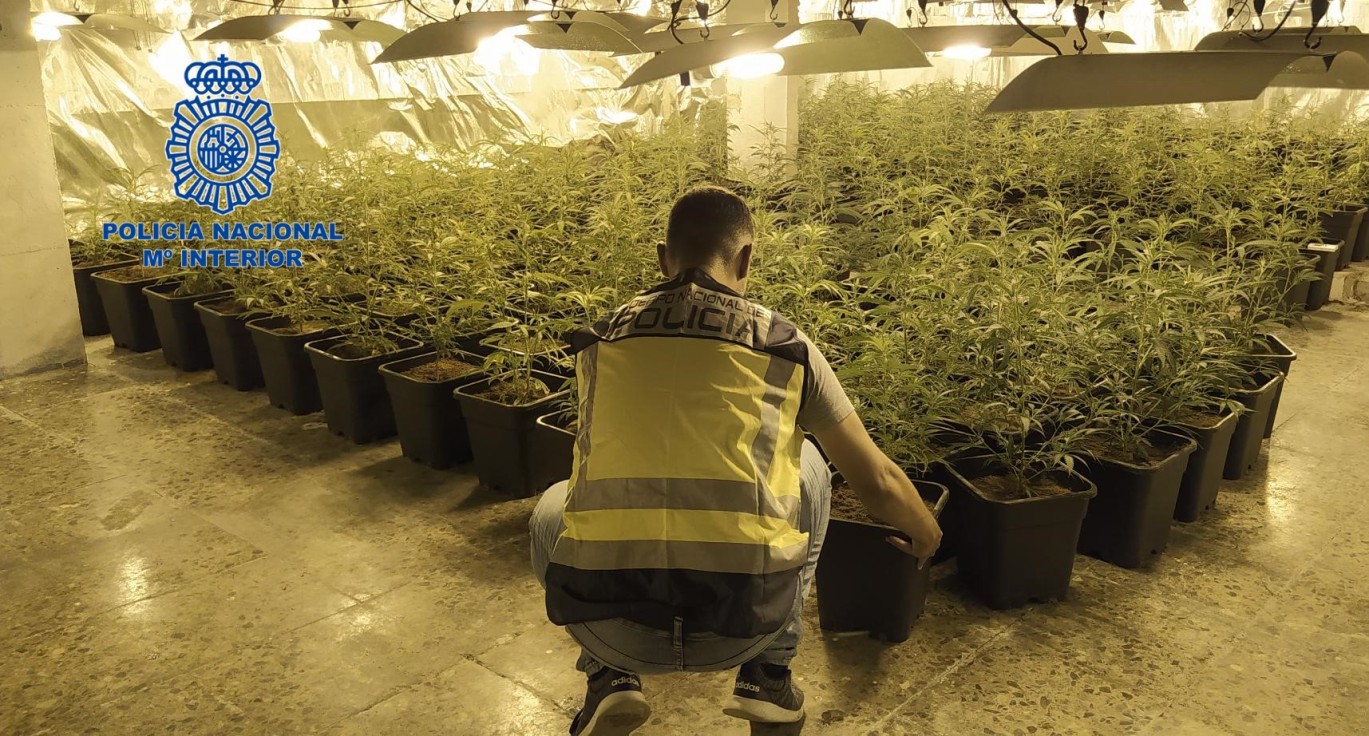 La Policía Nacional desmantela una plantación de marihuana indoor y detiene a un hombre en Gandia