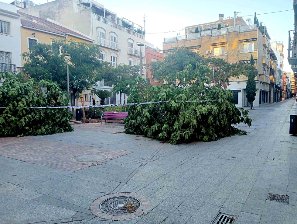 El temporal del domingo arranca dos árboles en la plaza de Loreto de Gandia