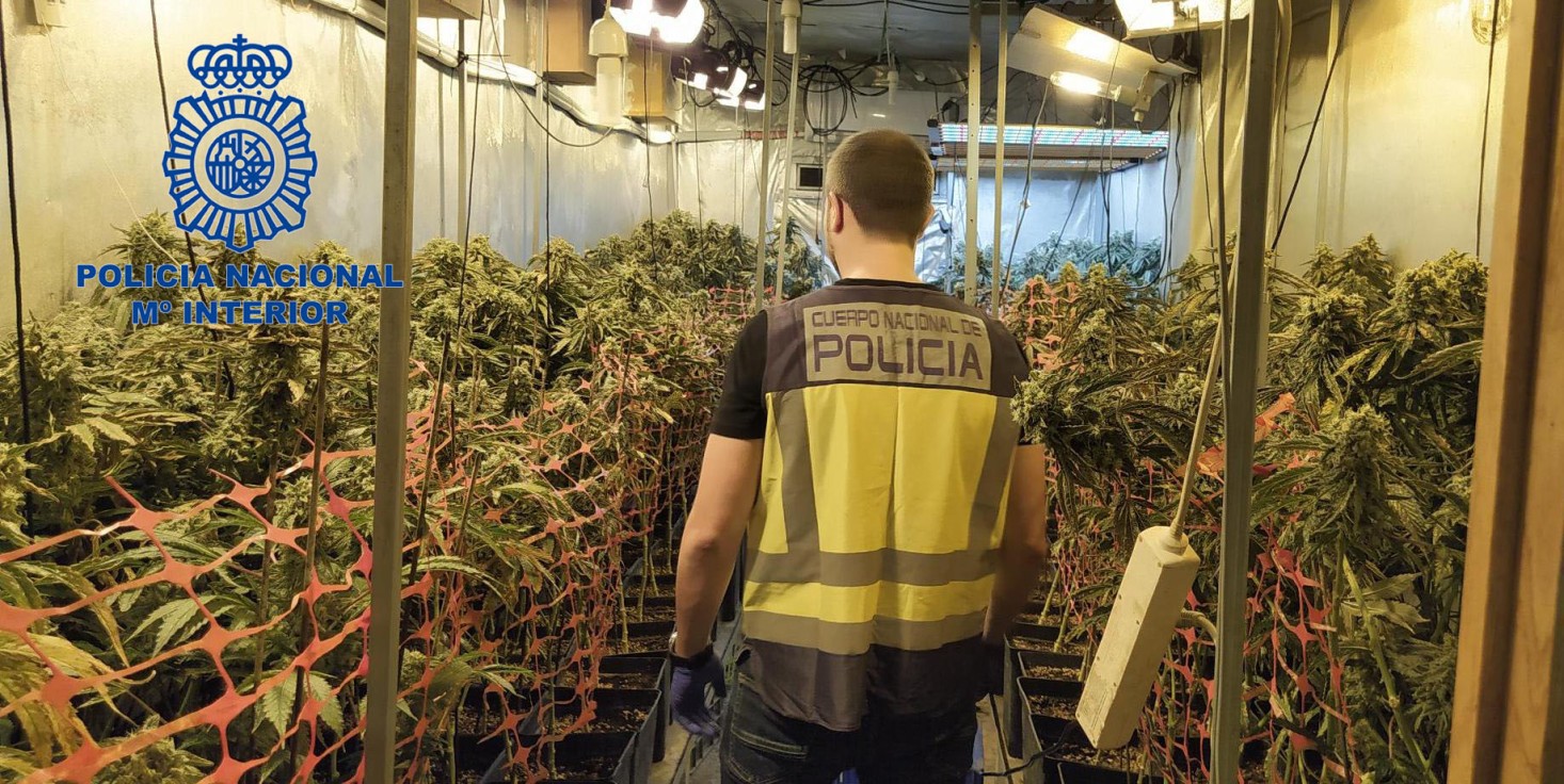 La Policía Nacional de Gandia desmantela una plantación de marihuana indoor y detiene a tres personas en Sueca