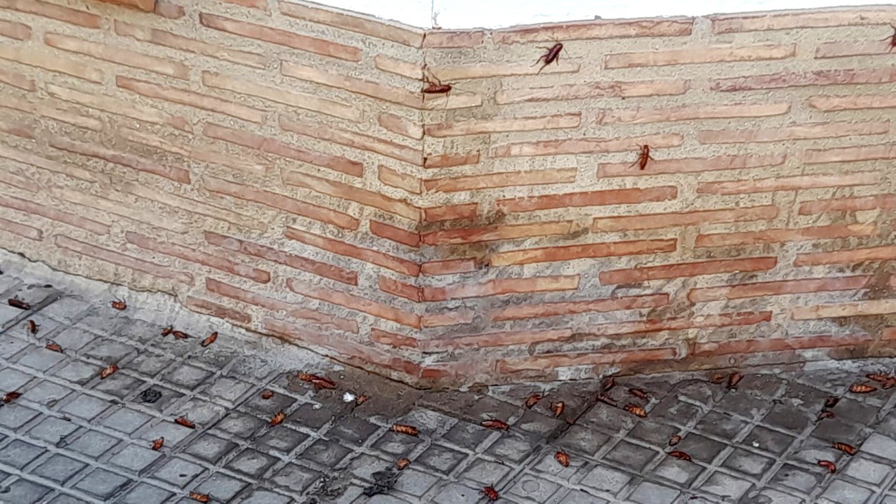 Una 'fósfora' denuncia el cementerio de cucarachas que soporta junto al Centro de Salud de Corea en Gandia