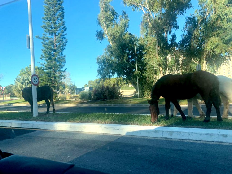 Vecinos de Kentucky en la playa de Gandia denuncian animales sueltos y malos olores junto a sus casas