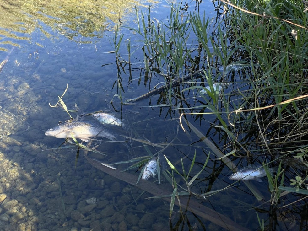El agua del río Serpis a su paso por Beniarjó es apta para uso agrícola
