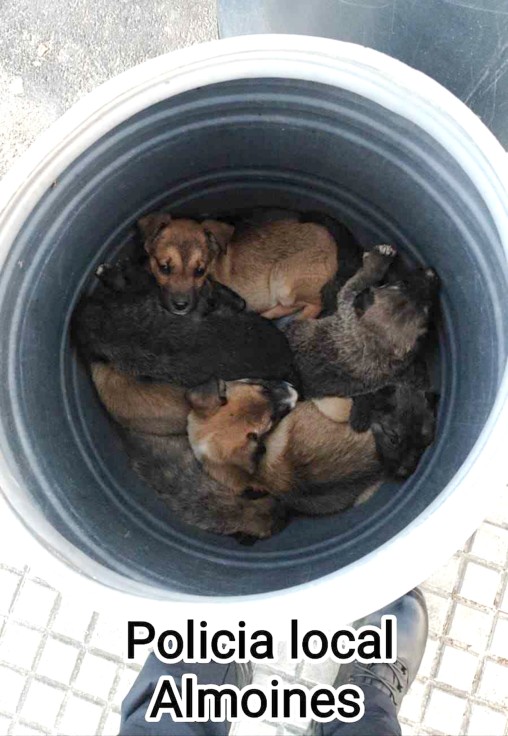 Detenido un maltratador animal tras abandonar a 7 cachorros de perro dentro de un bidón en Almoines