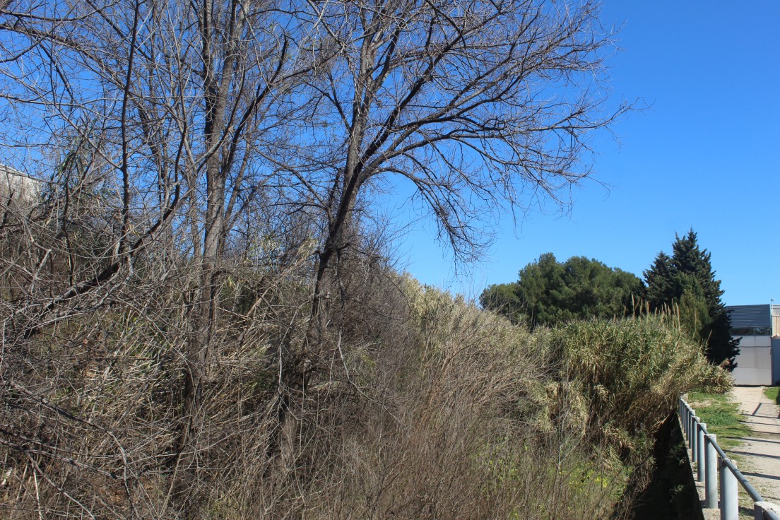 La Diputación concede una ayuda para la gestión y conservación del Barranco de Palmera a su paso por l’Alqueria de la Comtessa