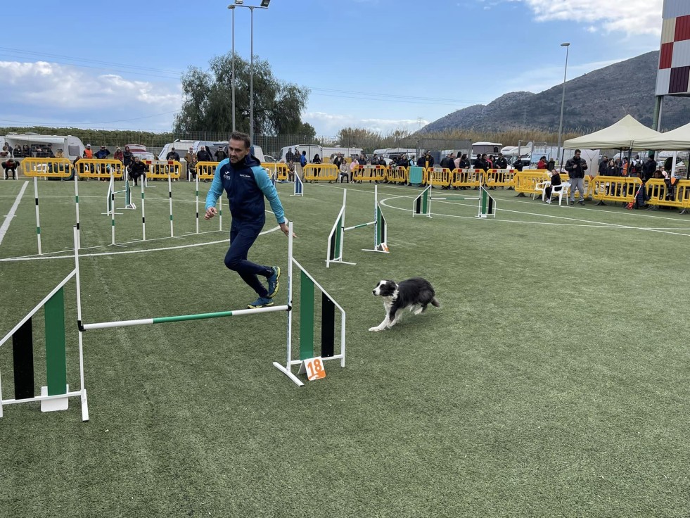 Tavernes acoge una prueba puntuable para el Campeonato de España de Agility con más de 150 perros participantes