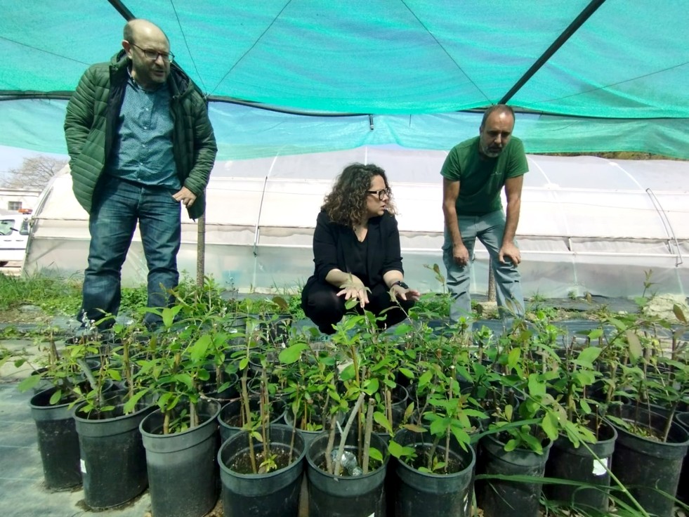 Gandia crea el primer vivero forestal