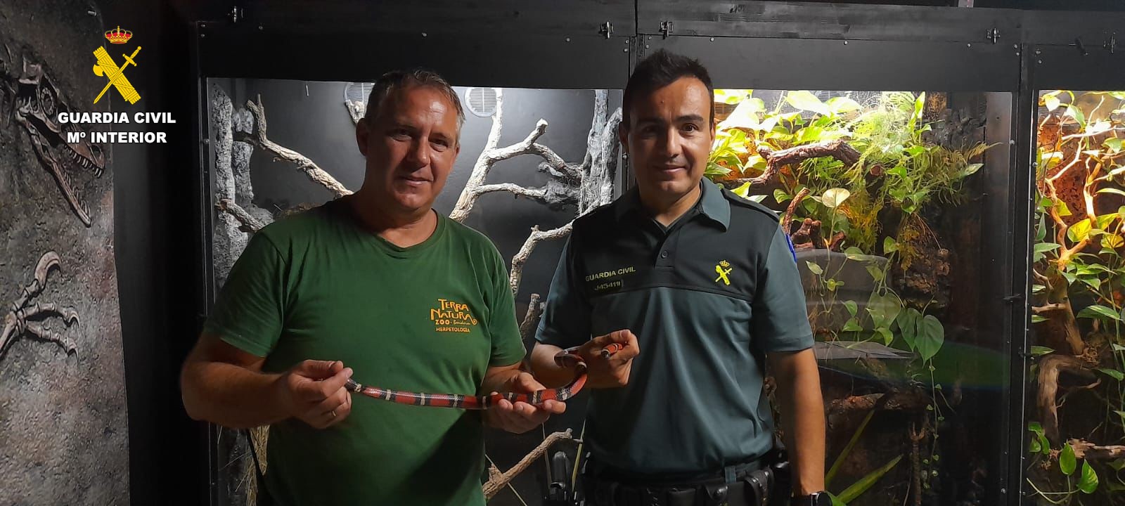 El Seprona de la Guardia Civil de Gandia entrega a Terra Natura Benidorm una serpiente rescatada de un domicilio