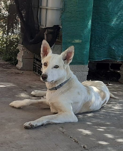 Un ''fósforo'' pide ayuda y organiza una batida para encontrar a Dacsa, su perrita de dos años desaparecida en Gandia