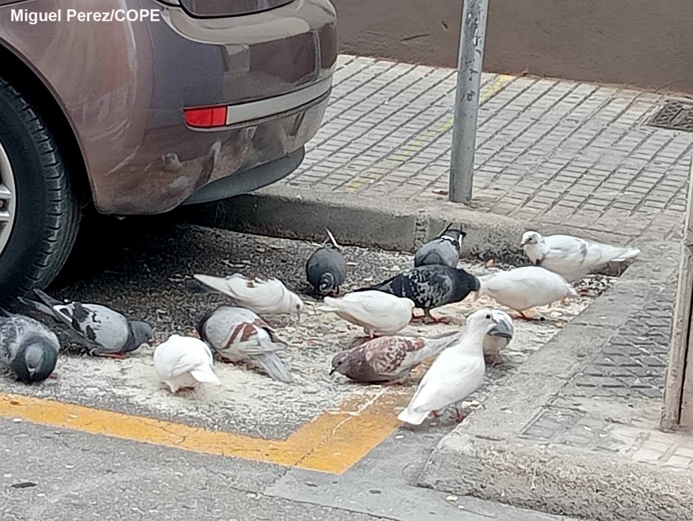 El PP pide en el pleno que se gestione la sobrepoblación de palomas en Gandia
