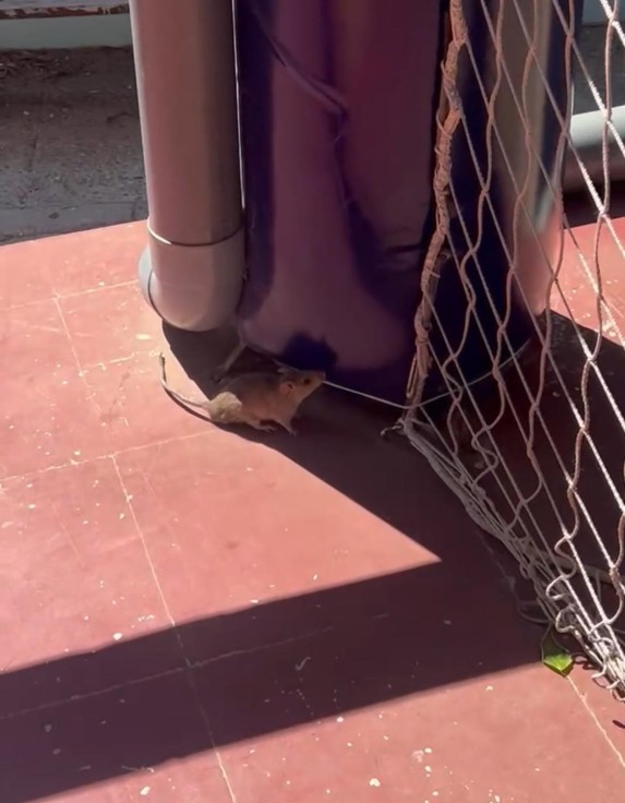 El Grupo Municipal Popular alerta sobre la caótica gestión del Gobierno Municipal: Piscinas cerradas y ratas en el Polideportivo