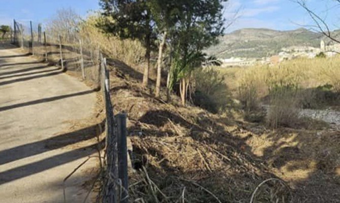 Almoines limpia un tramo de  vegetación invasiva de la ribera del Serpis con ayuda de la Diputación