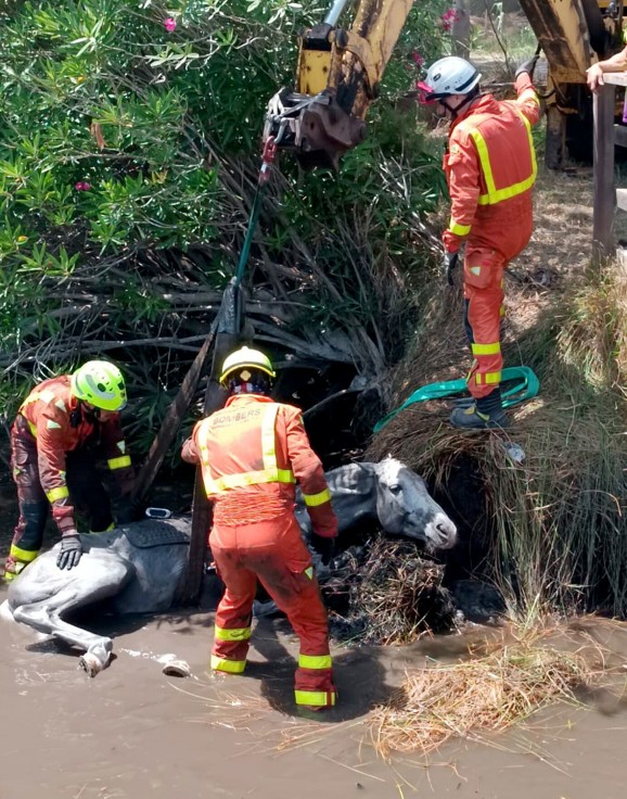 Una joven de 15 años es rescatada tras caer con un caballo al marjal de Xeresa