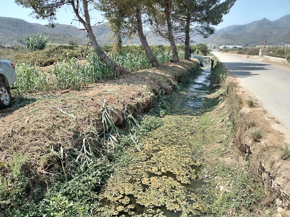 Xeresa elimina las cañas invasoras del marjal para mejorar el Caminàs